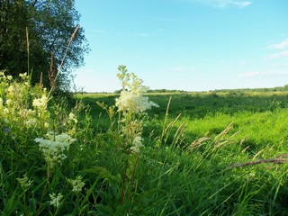 Таволга цветёт (Дмитрий Зонов)