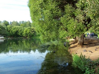 Ивы и птицы (Дмитрий Зонов)