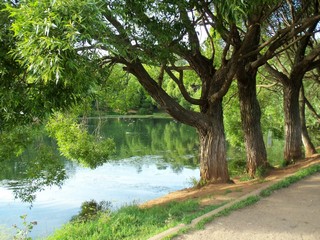 Ивы у верхнего пруда (Дмитрий Зонов)