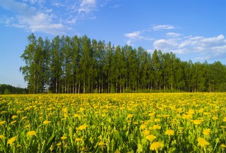 Шмелёво (Master_Team)