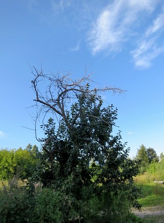 Старая яблоня. (gogabig)