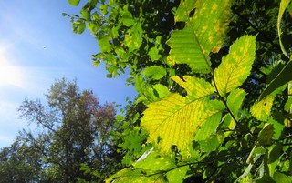 Полет. (gogabig)