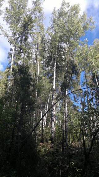 Березки (Владимир Голубев)