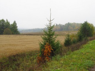 Сентябрьский туман (Дмитрий Зонов)