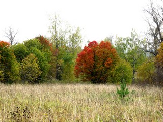 Рябины б/д Хохряковщина (Дмитрий Зонов)