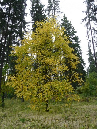 Осень (DISCO COMMANDER)