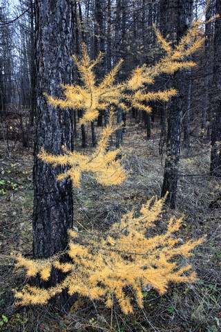 осенний контраст (Dmitry Ovchinnikov)