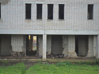 Дом Культуры (Александр Ложкин)