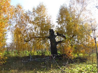 Столетняя берёза (Дмитрий Зонов)