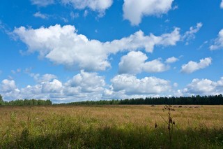 Поле (Алексей Трухин)