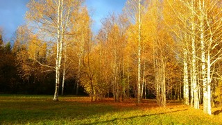 Парк Нововятск (Termi45456)