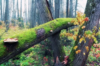 и деревья осенью впадают в спячку (светлая версия) (Dmitry Ovchinnikov)