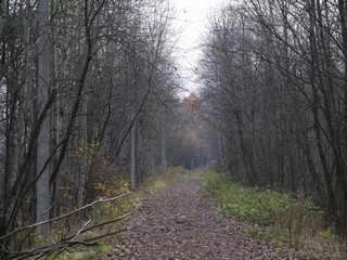 Аллея (Никита Боков)