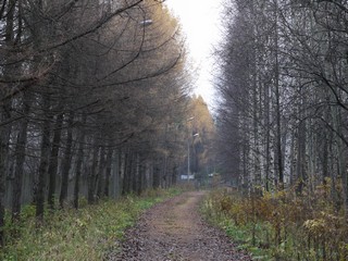 Дрога к дачам (Никита Боков)