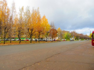 Берёзы (Дмитрий Зонов)