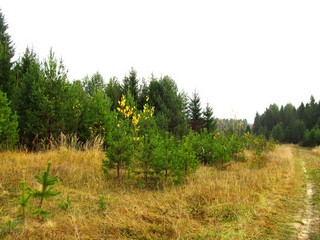 У дороги к р.Плоской (Дмитрий Зонов)