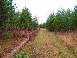 Рыжиковые места (Дмитрий Зонов)