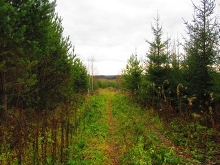 Среди сосенок (Дмитрий Зонов)