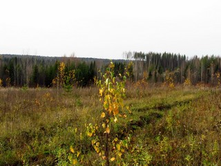 Октябрьская берёзка у дороги (Дмитрий Зонов)