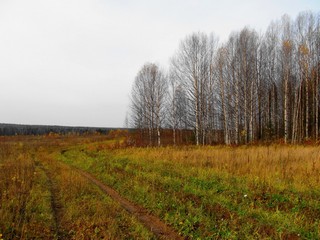 У берёзовой рощицы (Дмитрий Зонов)