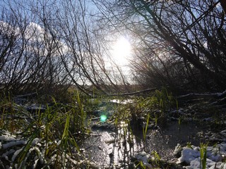 Болото осенью (Никита Боков)