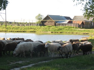 Исменцы вечером (jakostas999)