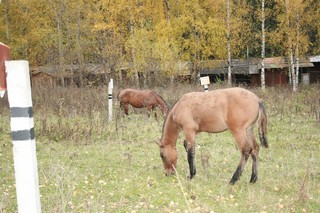 Лянгасово, Лесничество (Andrey Nikolskiy)