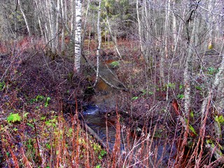 р.Светлица, октябрь (Дмитрий Зонов)