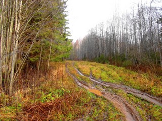 Дорга к б/д Свинки (Дмитрий Зонов)