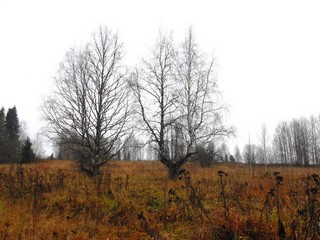 Берёзы, б/д Свинки (Дмитрий Зонов)
