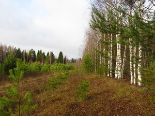 Грибные угодья (Дмитрий Зонов)
