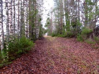 Старая дорога (Дмитрий Зонов)