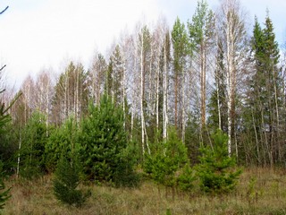 Берёзки облетевшие (Дмитрий Зонов)