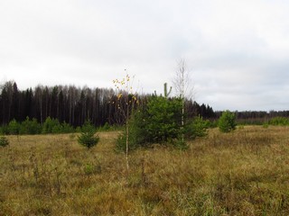 Последняя листва (Дмитрий Зонов)