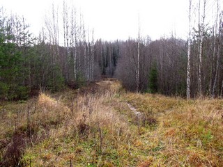 Спуск к р.Светлице по б/д Черухи (Дмитрий Зонов)