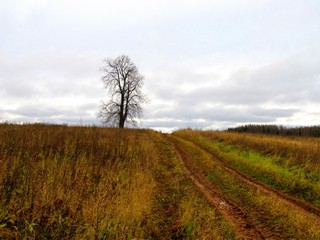 Б/д Шибановщина, липа у дороги (Дмитрий Зонов)