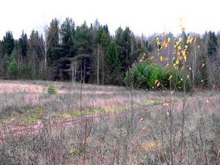 Предзимье (Дмитрий Зонов)