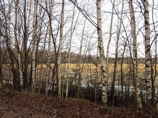 Берёзки (Дмитрий Зонов)