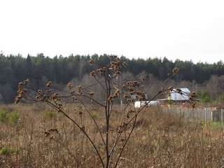 Ноябрьский репей (Дмитрий Зонов)