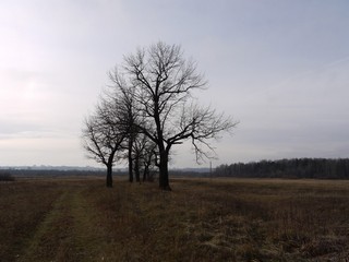 Дубы (Никита Боков)