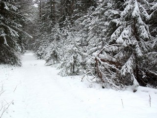 Ёлочки (Дмитрий Зонов)