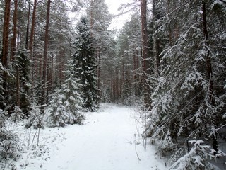 Дорога к Бобино (Дмитрий Зонов)