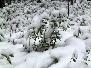 Вечнозелёная брусника (Дмитрий Зонов)