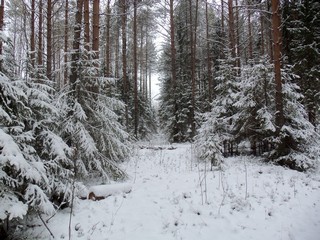 Тропинка (Дмитрий Зонов)