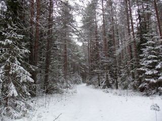 После снегопада (Дмитрий Зонов)