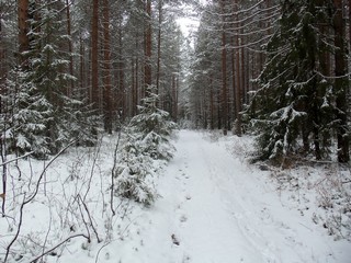 Дорожка (Дмитрий Зонов)