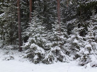 Ёлочки у дороги (Дмитрий Зонов)