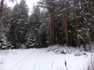 Бобинский бор, ноябрь (Дмитрий Зонов)