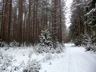 Дорога Гнусино-Бобино (Дмитрий Зонов)