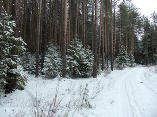 Будущий ельник (Дмитрий Зонов)